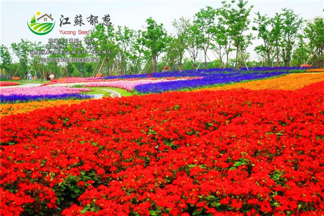 云南省迪庆四季花海规划设计