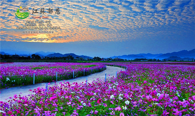 云南省迪庆四季花海规划设计