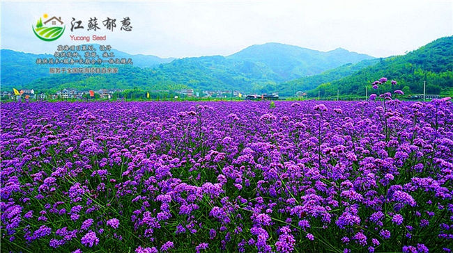 浙江省舟山市花海效果