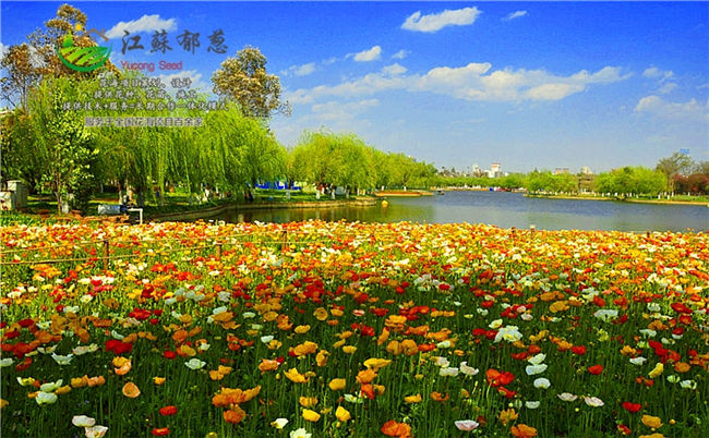 广东省云浮市四季花海设计公司