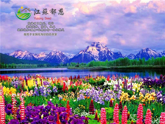 浙江省舟山市花海效果