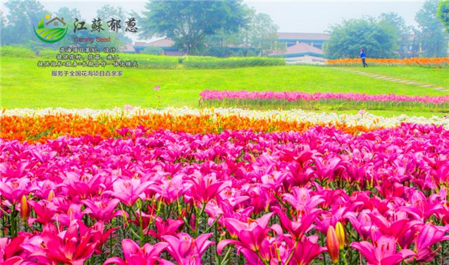 云南省迪庆四季花海规划设计