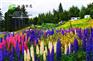 泉州市五一节花海承接服务