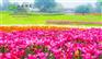 汉中市五一节花海效果