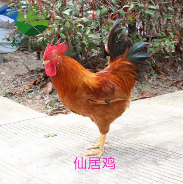 新余纯土鸡苗奉新县美国七彩山鸡苗