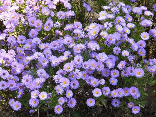 荷兰菊种植批发