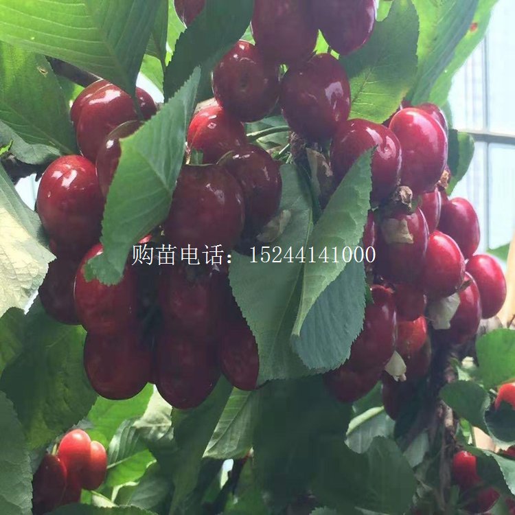 泰安开发区永明园艺场