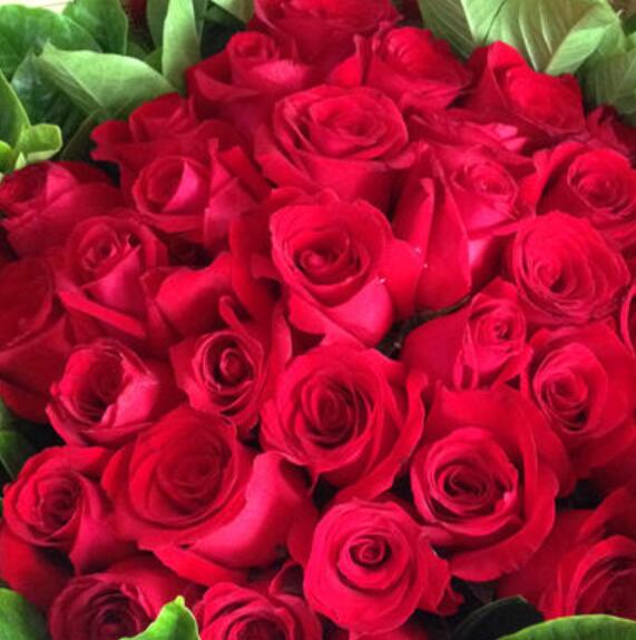 告白花艺真正的一流品牌 低价高质的享受  告白苗木  告白花卉