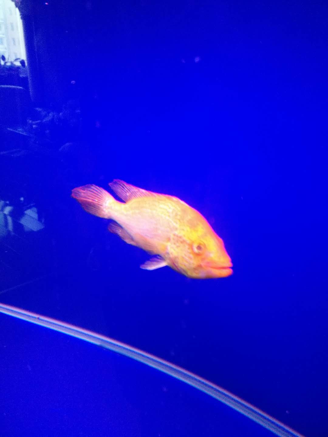 济南历下区鱼病治疗  鱼病诊断