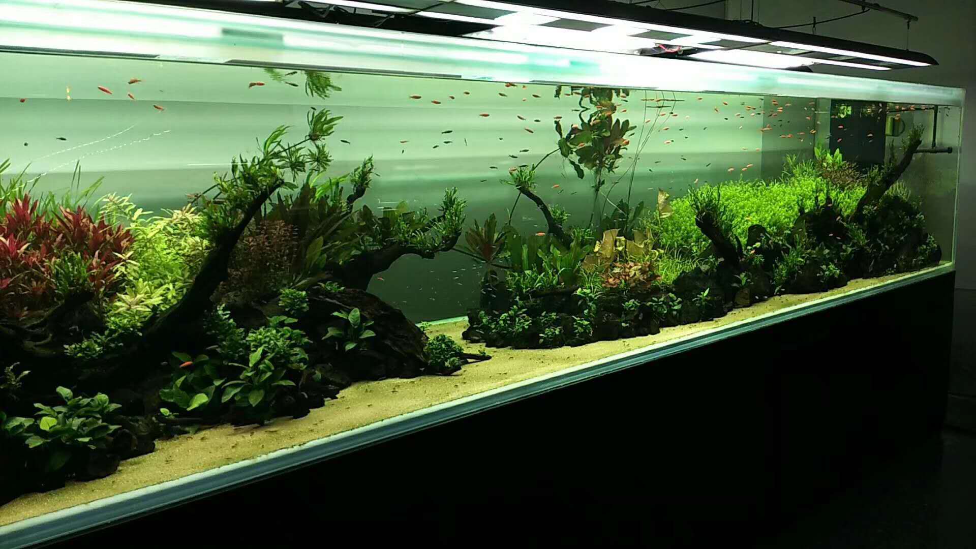 济南高新区汉峪金谷鱼缸造景  水草缸造景