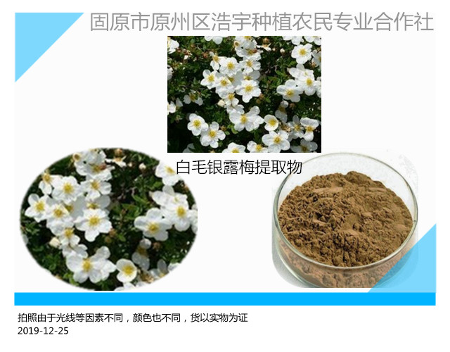 白毛银露梅提取物白毛银露梅提取物 10:1 20:1 规格齐