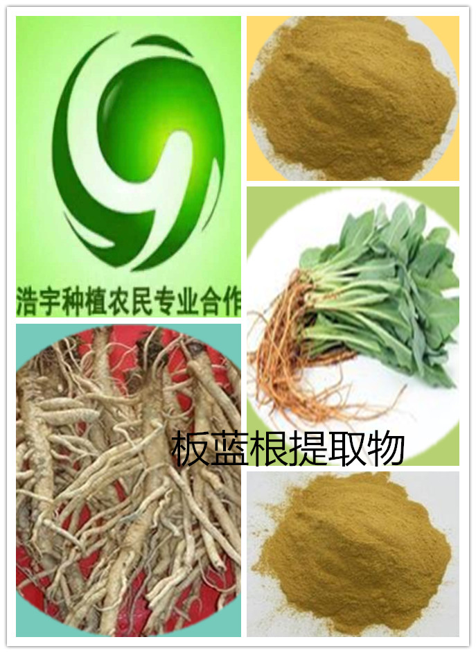 水产行业的爱宠——板蓝根提取物  板蓝根粉