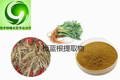 水产行业的爱宠——板蓝根提取物  板蓝根粉