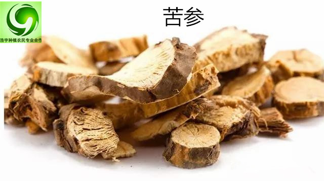 苦参提取物 苦参碱 厂家直销