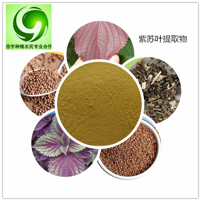 紫苏叶提取物 紫苏叶粉 规格30：1   50:1