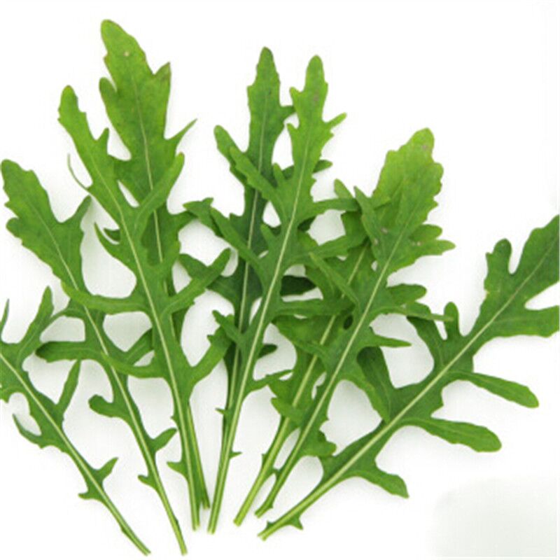 济南高效蔬菜种子批发 济南高效芝麻菜种子批发