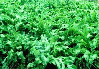 鲁梅克斯种子  牧草种子