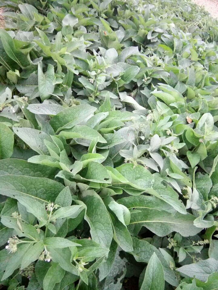 济南俄罗斯饲料菜种子批发