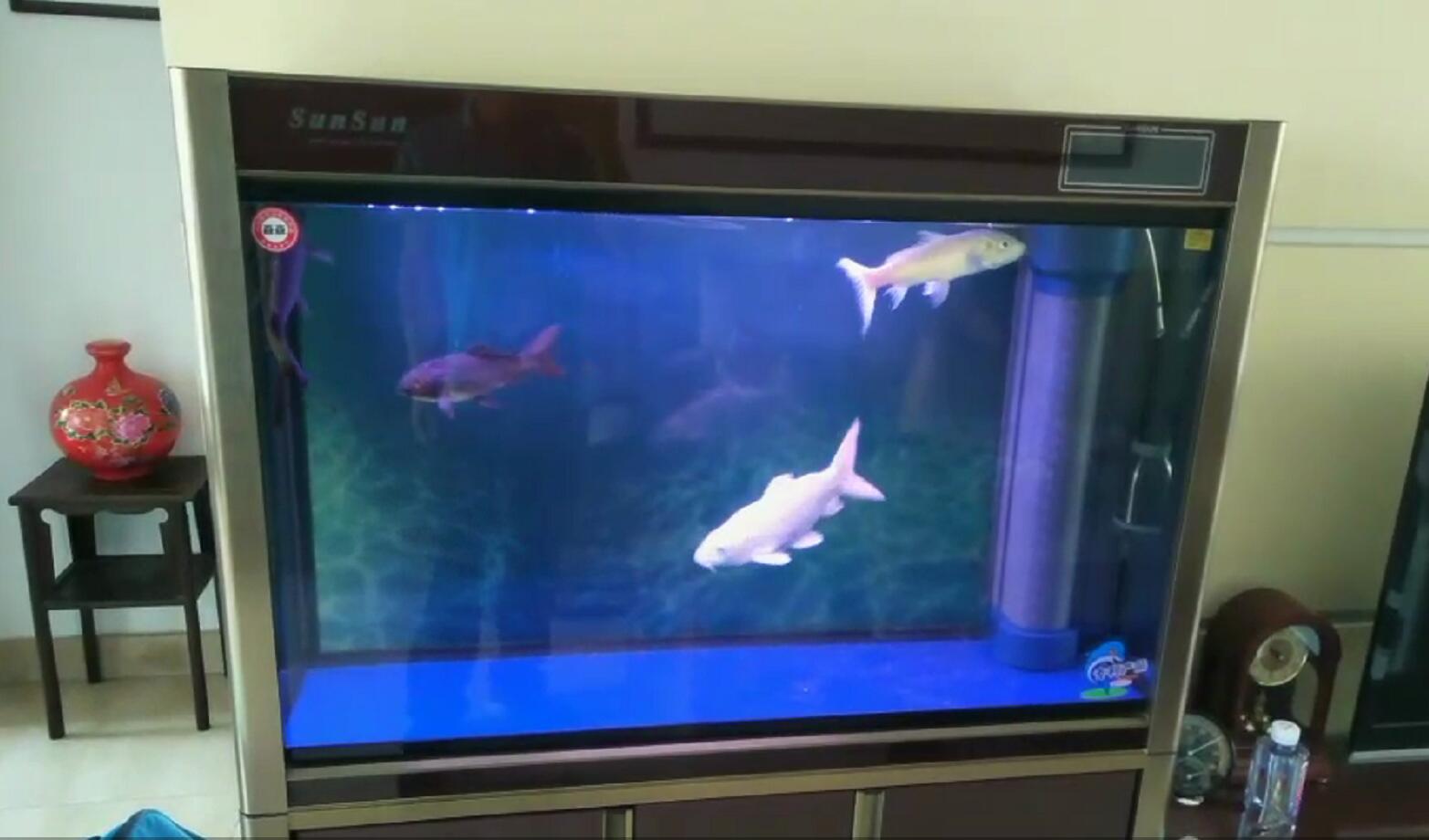 济南高新区齐鲁软件园鱼缸消毒  鱼缸清洗