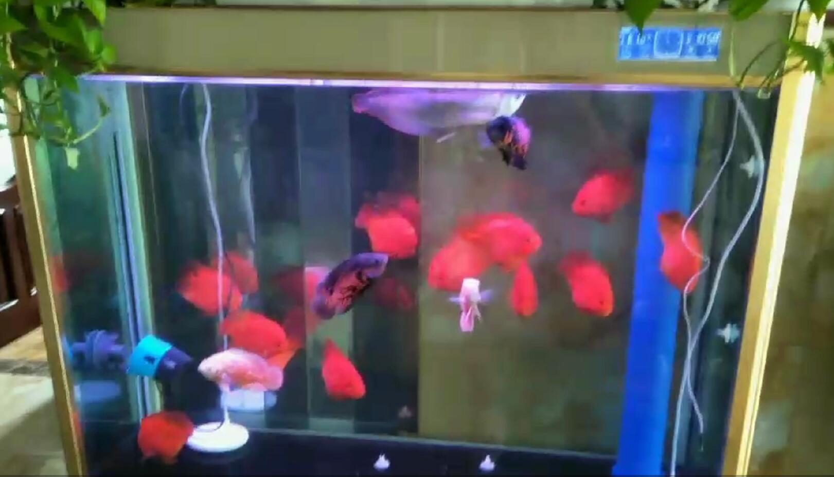 济南高新区龙奥天街清洗鱼缸  鱼缸清洗