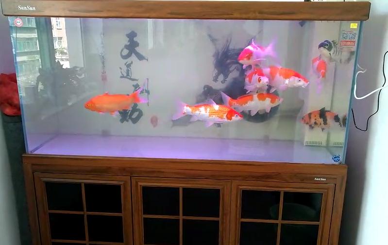 济南高新区奥体中心鱼缸换水  鱼缸清洗  鱼缸换水清洗