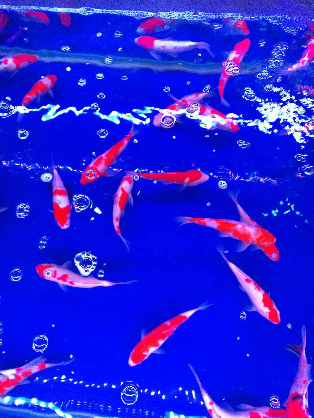 济南高新区丁豪广场鱼病治疗  鱼病诊断治疗