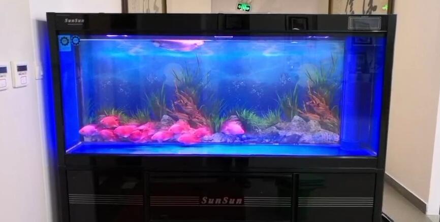 济南高新区舜泰广场鱼缸消毒  鱼缸清洗