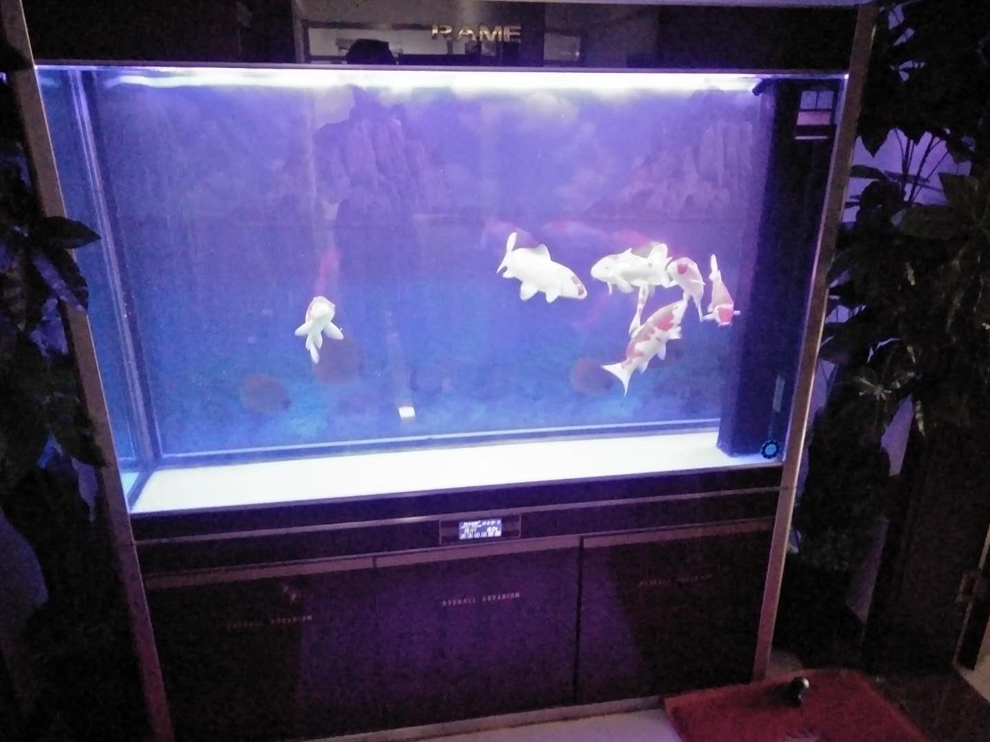 济南高新区汉峪金谷鱼缸消毒  鱼缸清洗  鱼缸清洗消毒