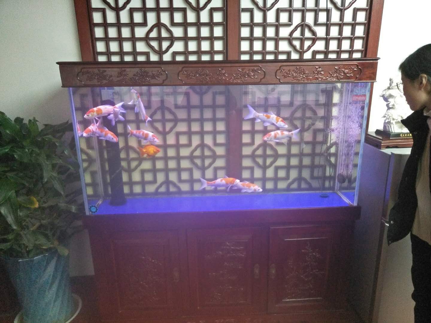 济南高新区齐鲁软件园鱼缸清洗托管  鱼缸托管