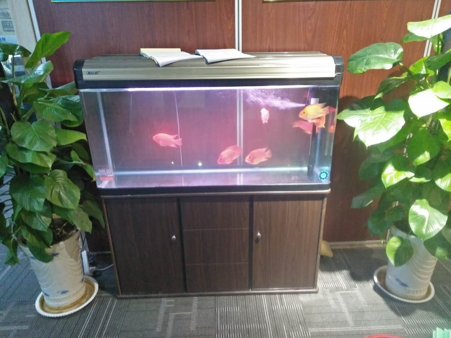 济南高新区奥体中心鱼缸消毒  鱼缸清洗