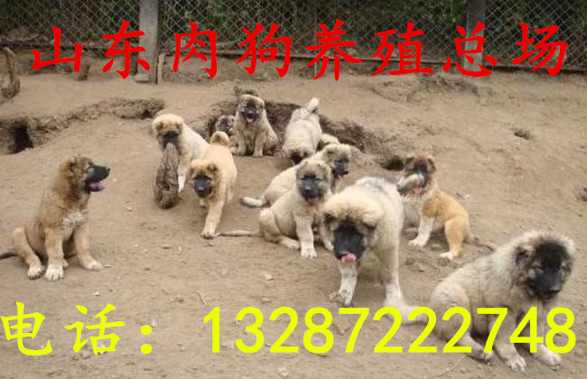 肉狗多长时间能出栏济宁肉狗养殖场  杂交肉狗  改良肉狗  肉狗苗