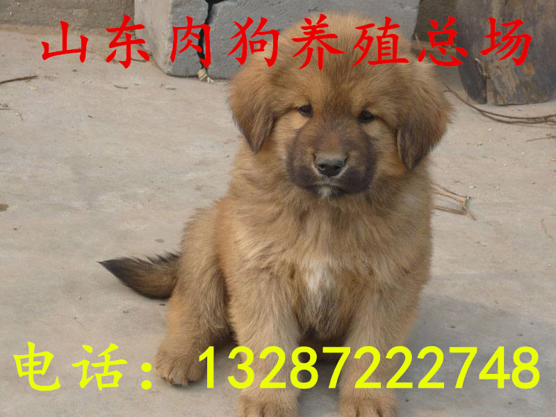 肉狗多长时间能出栏济宁肉狗养殖场  杂交肉狗  改良肉狗  肉狗苗