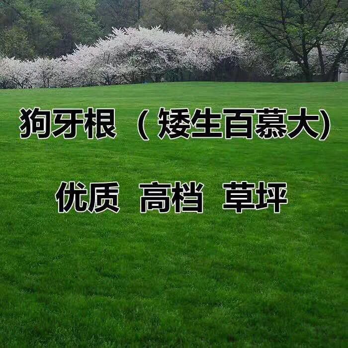咸阳乡村花海种子批发