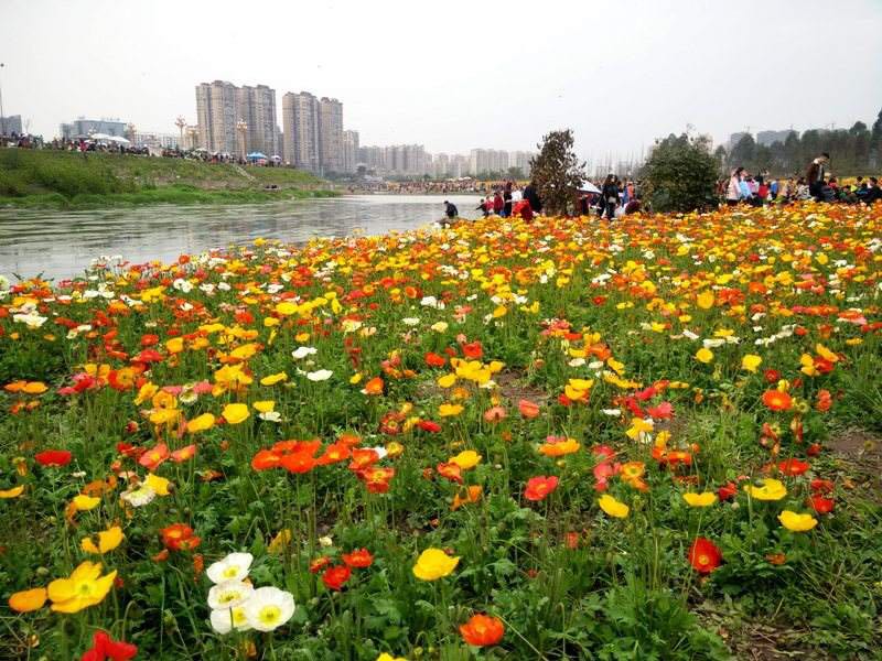 西陵区波斯菊种子厂家价格