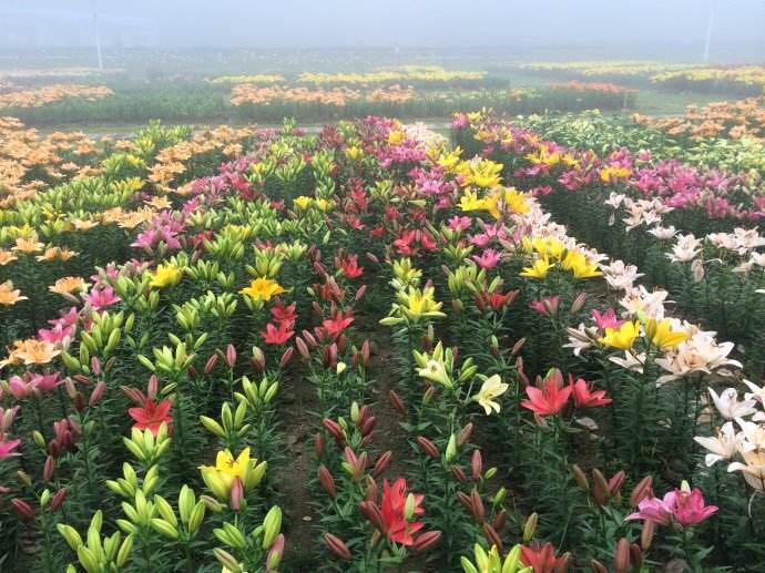西陵区波斯菊种子厂家价格