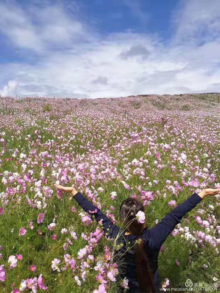 西陵区波斯菊种子厂家价格