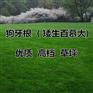 新闻：休宁县紫花地丁种子哪家买