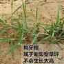 京山一年生黑麦草种子怎么卖