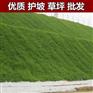 终于了解牡丹江广玉兰种子花期长吗