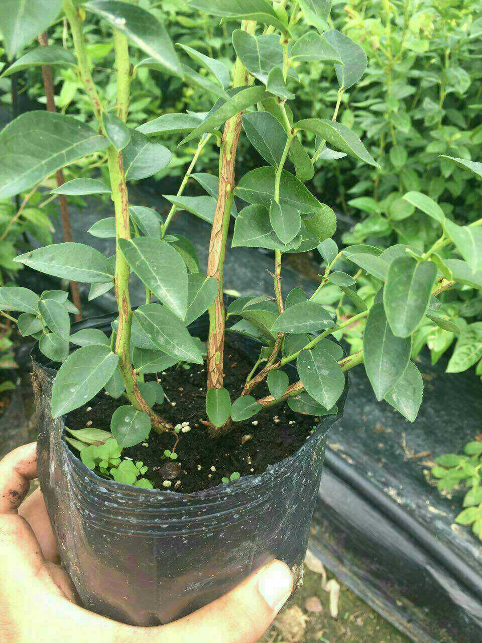达州露天草莓苗基地
