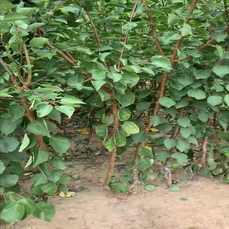 金太阳杏树苗基地现挖苗 杏树苗价格规格1公分