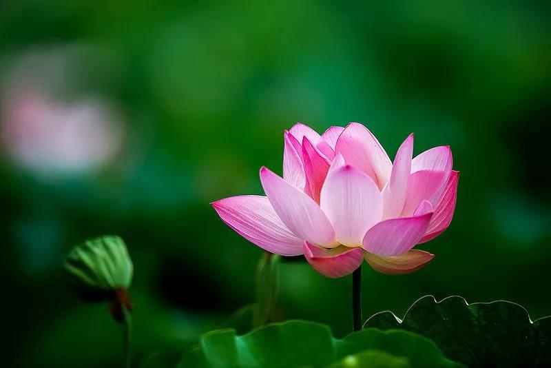 用心灵的歌唱去表现古琴音韵的神髓  古琴批发  古琴零售  复雅古琴社