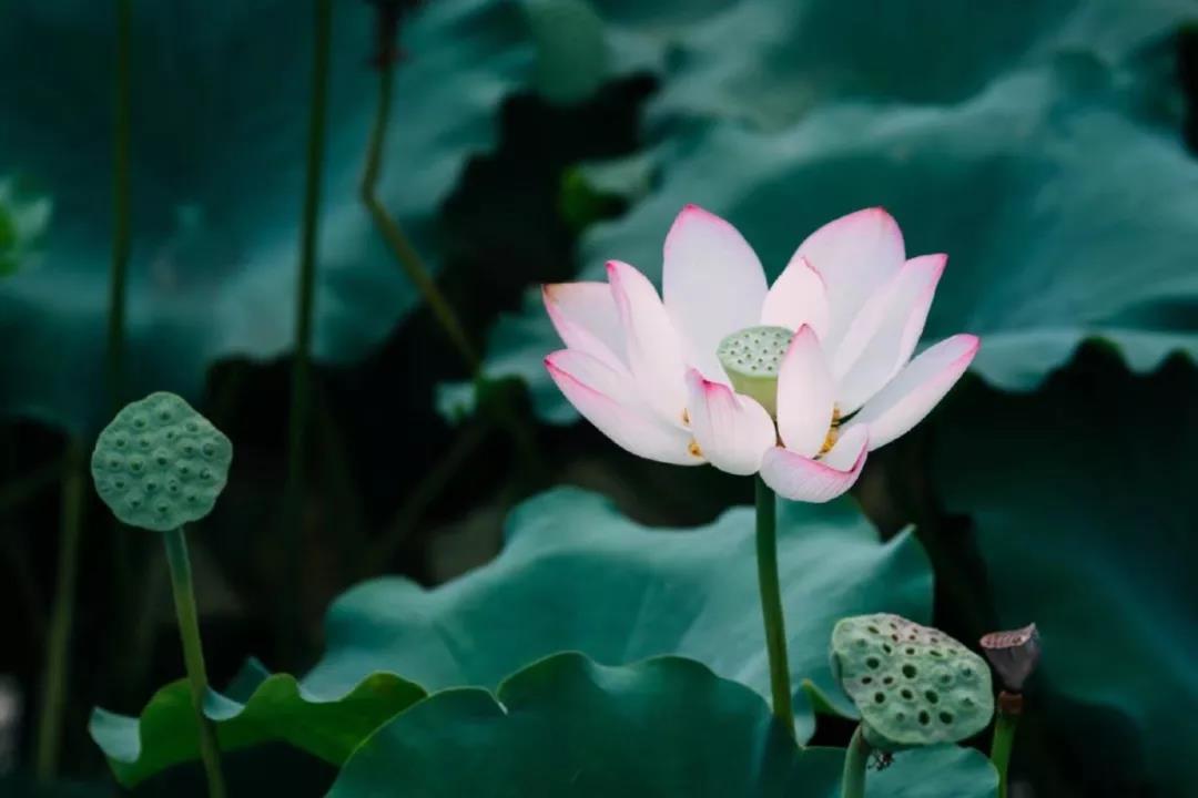 古琴考级不要好高鹜远 古琴批发 古琴零售 复雅古琴社