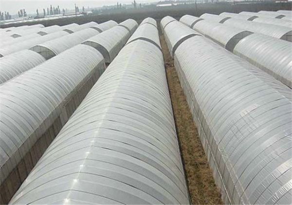 薄膜连栋温室大棚建设