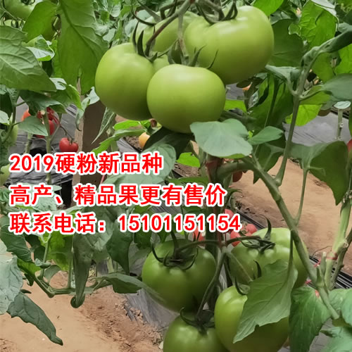 优质进口番茄种子|荷兰番茄种子