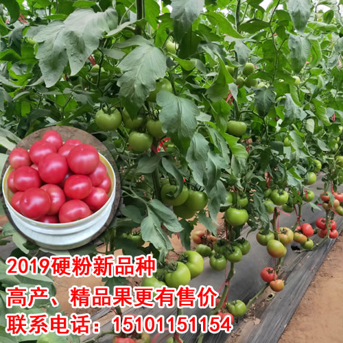 优质进口番茄种子|荷兰番茄种子