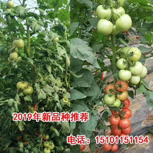 精品番茄种子粉果|首先番茄种子价格