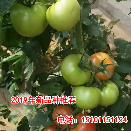 荷兰进口番茄种子#长期供应番茄种子价格  大棚番茄种子