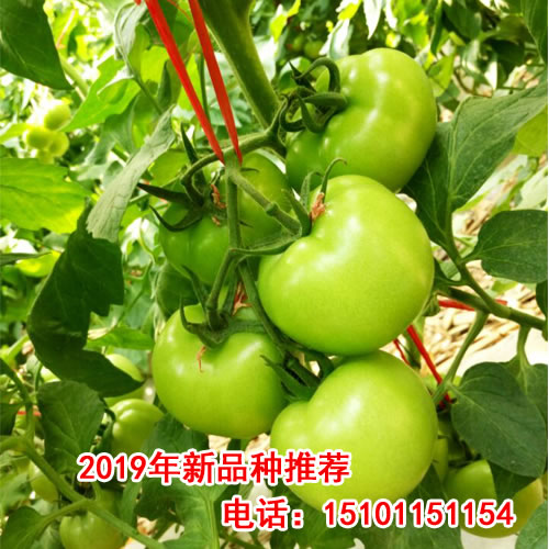 大棚番茄种子价格，进口番茄种子#高产量长期供货