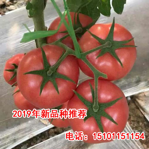 番茄种子怎么种植，荷兰番茄种子价格  荷兰进口番茄种子